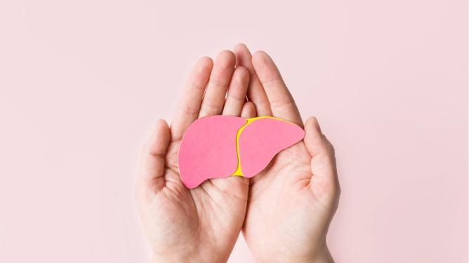 Woman holding paper cutout of liver in hands